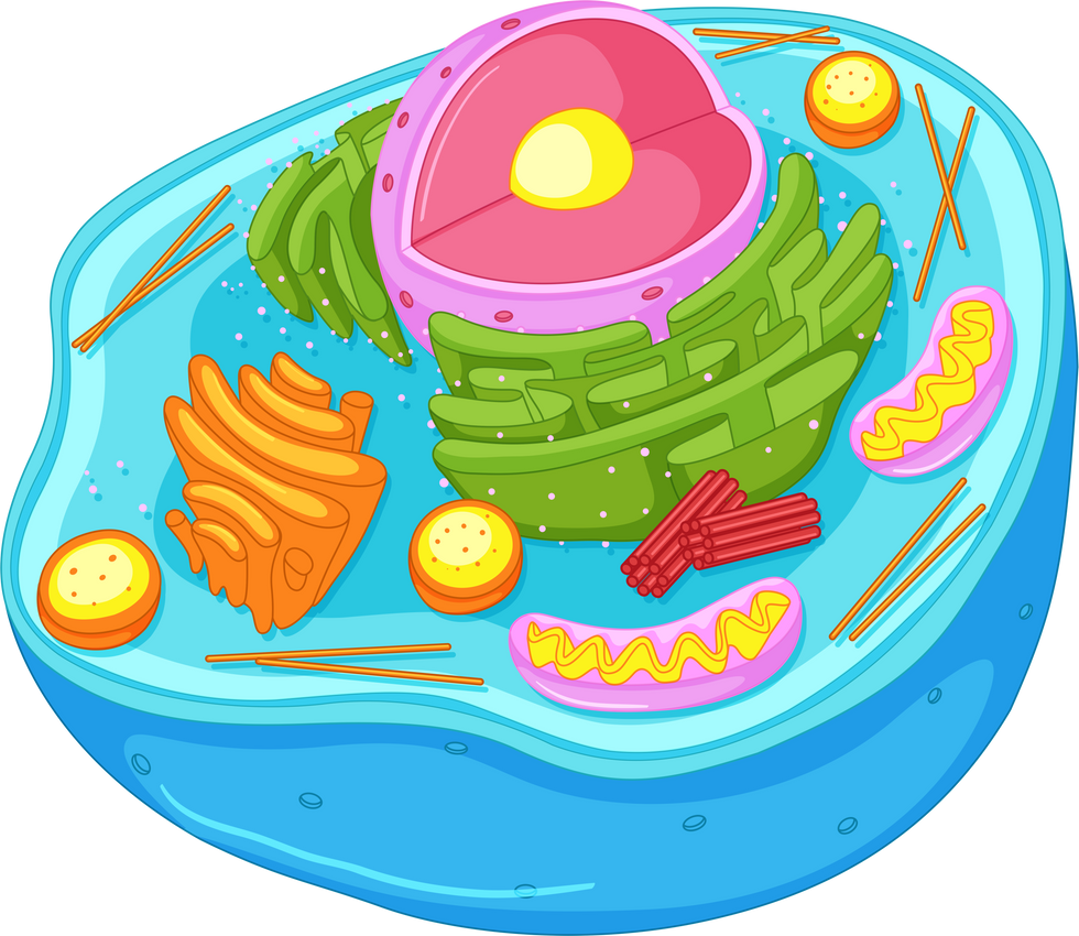 Animal Cell Illustration